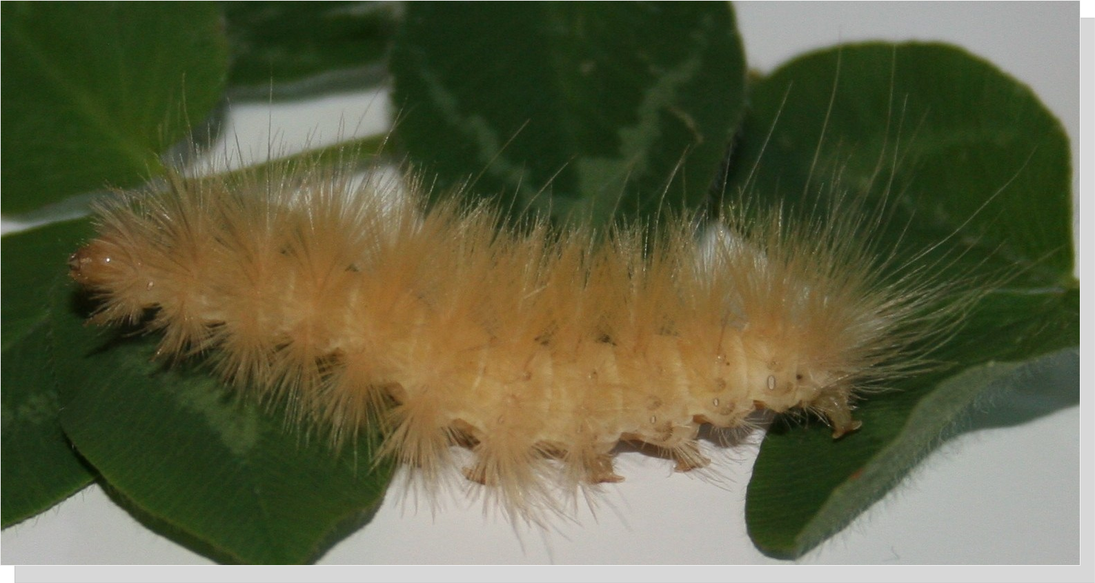 Yellow Bear or Virginia Tiger moth larva_ Spilosoma virginica